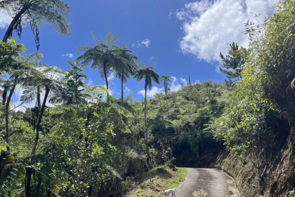 Villa Verde Luz: A Virgin Forest Yauco Exterior foto